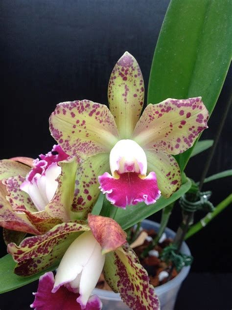 Blc Waianae Leopard Ching Hwa Orchid Ebay