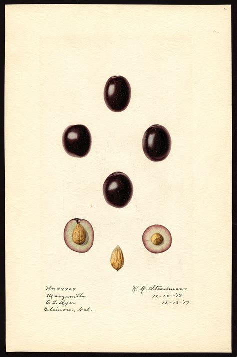 Le Vecchie Stampe A Tema Naturalistico Hanno Sempre Un Certo Fascino