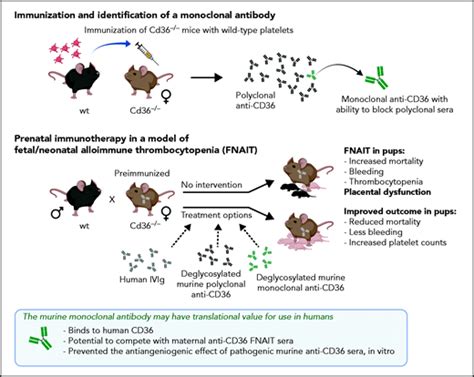 Fighting Anti Cd36mediated Fnait Blood American Society Of Hematology