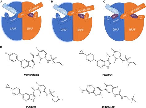 Raf Conformations Bound By Type I Type I½ And Type Ii Raf Inhibitors Download Scientific