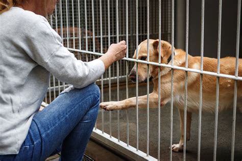 Queens Animal Care Shelter Opens After Two Decades