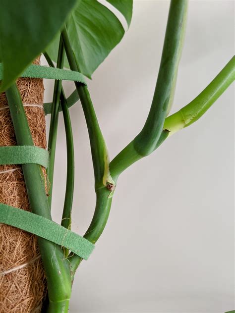 How To Propagate A Monstera In Water In 5 Easy Steps Tips For Success