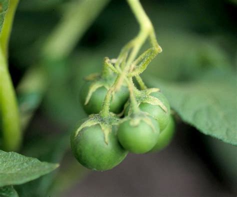 What fruit is growing on my potato plants? - MSU Extension