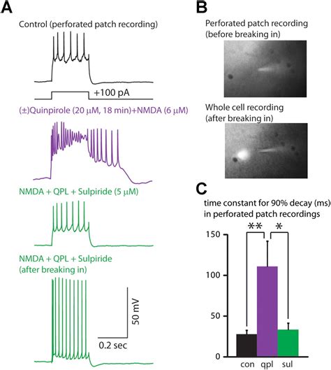 Synaptic Activity Unmasks Dopamine D Receptor Modulation Of A Specific