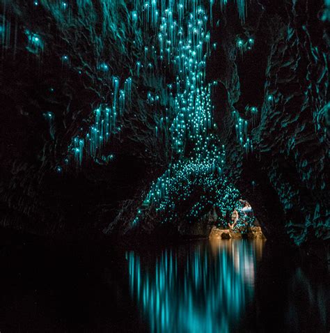 Glow Worms Turn A Cave Into A Starry Night R Pics