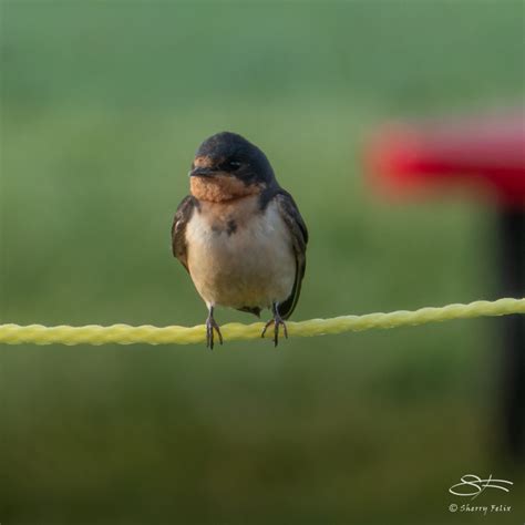 Gov Island Wildlife – Sherry Felix – port4u