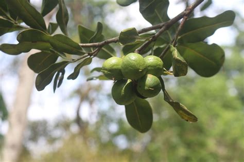 Macadamia Ternifolia Fmuell Plants Of The World Online Kew Science