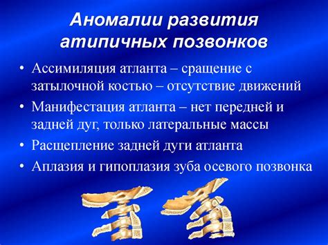 Функциональная анатомия соединений костей туловища и головы - online ...
