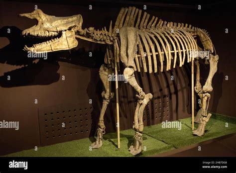 Embolotherium Skull