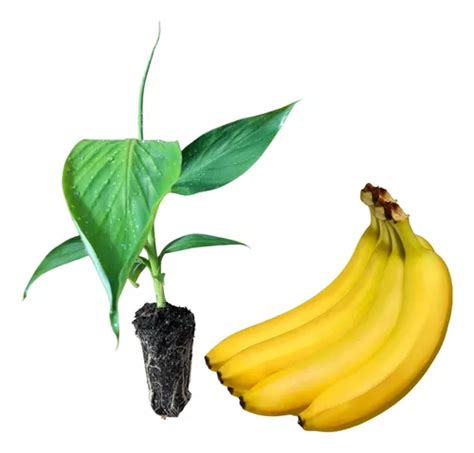 Muda De Bananeira Grande Naine Banana Caturra Nanica Un Mercadolivre