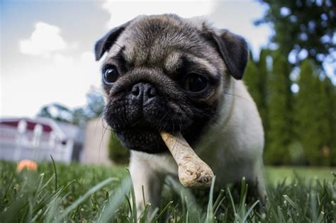 Enseñar a un perro mira cómo educar a tu perro con órdenes sencillas