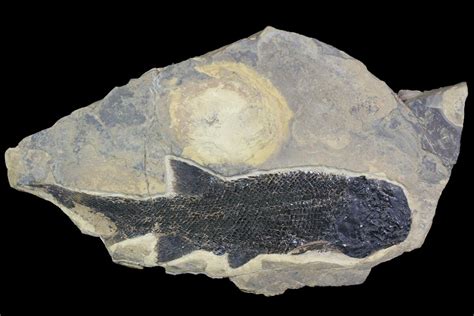 7.2" Permian Fossil Fish (Paramblypterus) - Germany (#92865) For Sale - FossilEra.com