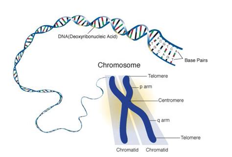 Chromosome Size, Shape and Structure - Biology Ease