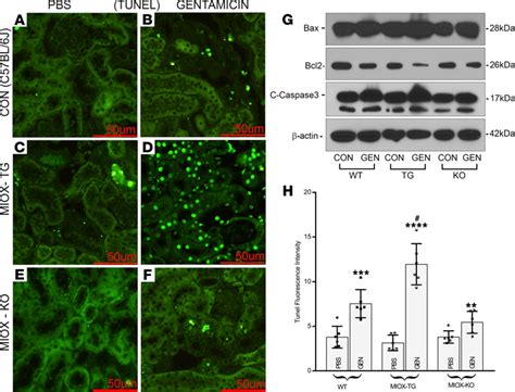 Accentuation Of Gentamicin Induced Renal Cellular Apoptosis Following