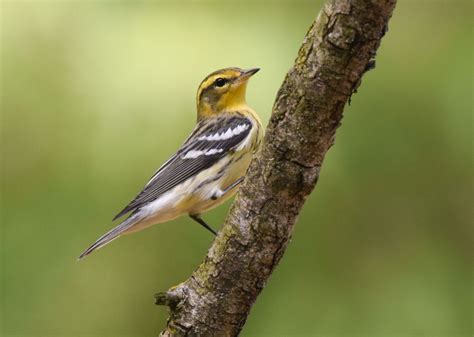 Blackburnian Warbler Audubon Field Guide