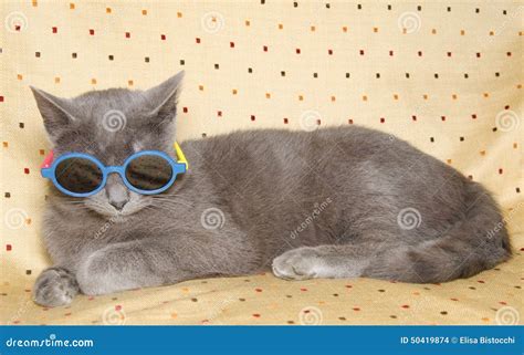 Funny Gray British Cat With Sunglasses Stock Photo Image Of Funny