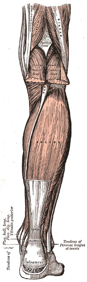 Soleus muscle - wikidoc