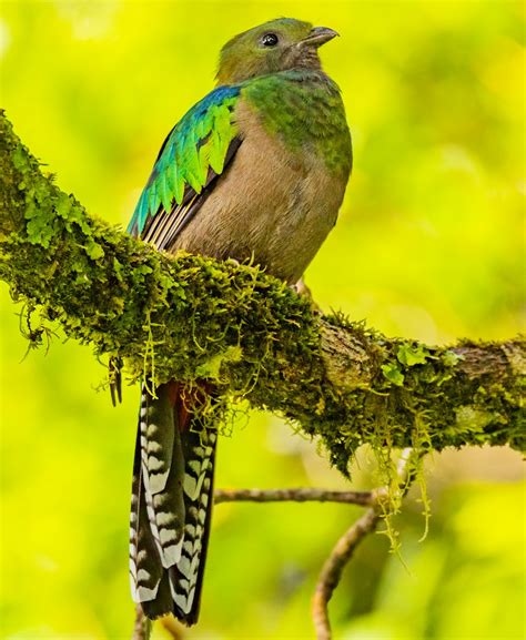 Ebird Checklist Jan Curi Cancha Refugio De Vida Silvestre