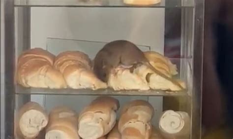 Ratatouille eres tú Captan a enorme rata en panadería