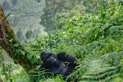 2025 Gorilla Trekking Entebbe Provided By Kwezi Safaris Tripadvisor