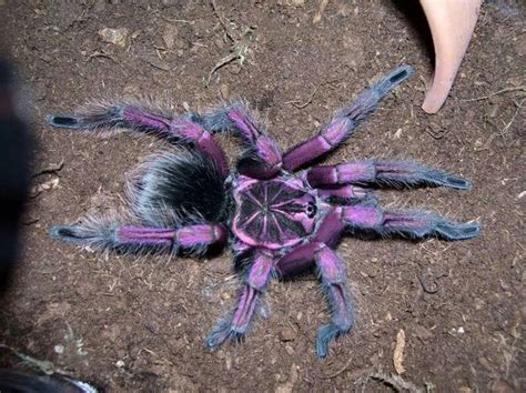 Brazilian Pink Bloom Spider Spider Wolf Spider Tarantula