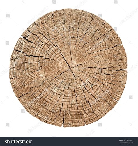 Cross Section Tree Trunk Showing Growth 스톡 사진지금 편집 258998849