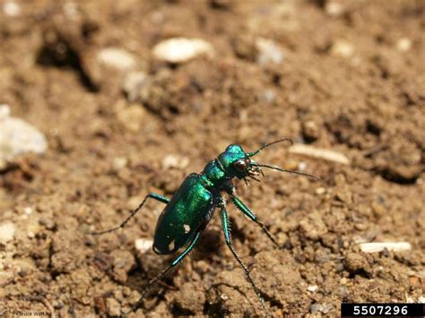 Six Spotted Tiger Beetle Cicindela Sexguttata Fabricius 1775