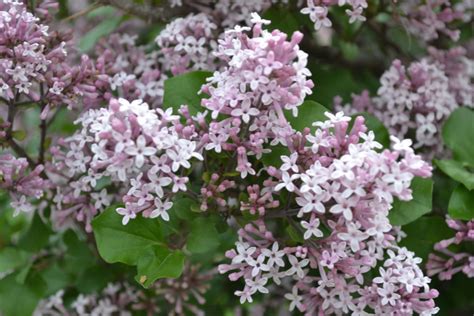 Dwarf Korean Lilac is a beautiful and fragrant spring bloomer.