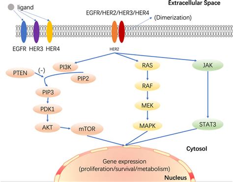 Frontiers Drug Resistant Her2 Positive Breast Cancer Molecular