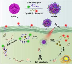 Dual Biomarkers Activatable Hollow MnO2 Based Theranostic Nanoplatform