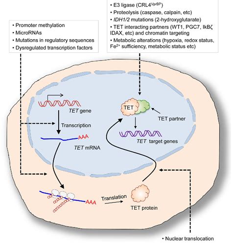 Figure 2 From Dna Methylation And Hydroxymethylation In Hematologic