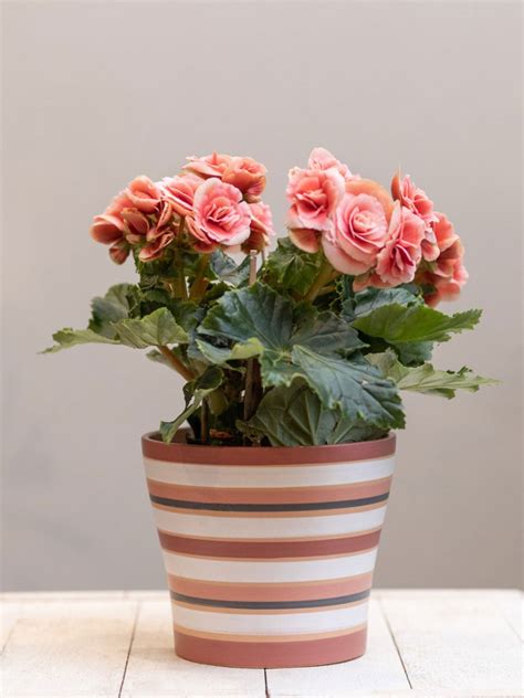 Growing Begonia Houseplants: Information On Begonias As Houseplants