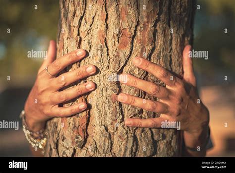 Manos De Una Joven Cauc Sica Abrazando Un Rbol Como S Mbolo De La