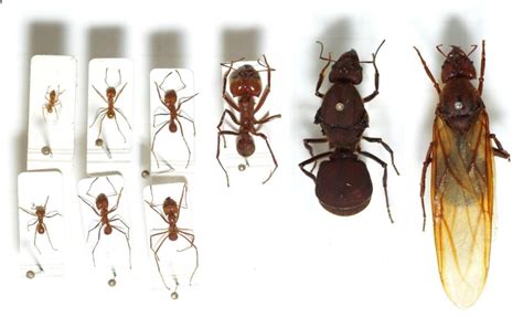 New Leaf Cutter Ant Exhibit at HMNS! | BEYONDbones