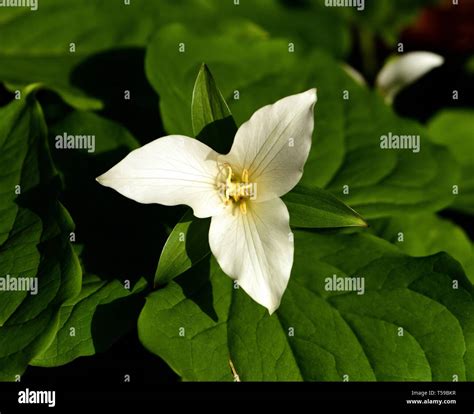 White flower of Trillium Ovatum Stock Photo - Alamy