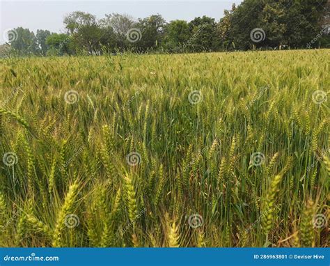 Green Wheat Field Green Wheat Plants Wheat Farming Rabi Winter