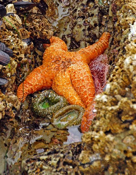 Orange Starfish Exposed By Low Tides Stock Image Image Of Rock