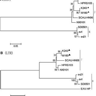 Phylogenetic Analysis Based On The Env And Ltr Sequences Phylogenetic