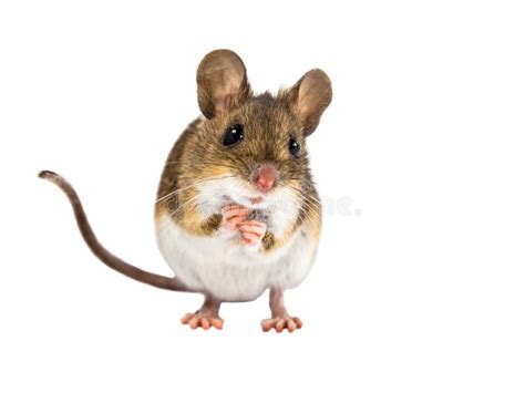 Cute Wood Mouse Sitting On Its Hind Legs Stock Photo Image Of Forest