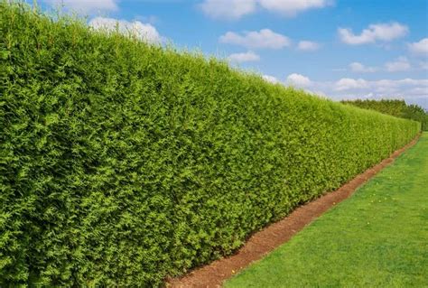 7 Viable Alternatives To Fencing For Your Backyard Emerald Green