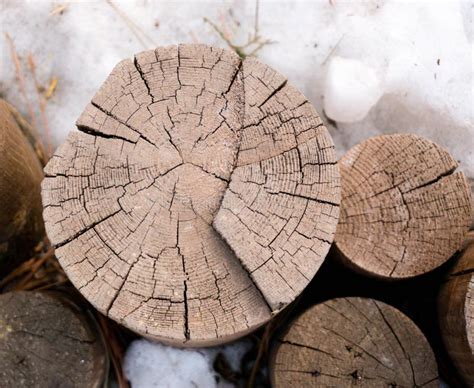 baumringe stockfoto bild von ringe schnitt hoelzern