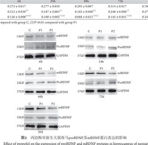 Figure From Effect Of Propofol Anesthesia On The Expression Of Bdnf