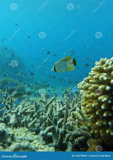 Comoros Island Coral Reefs of Moheli, Nioumachoua Stock Image - Image