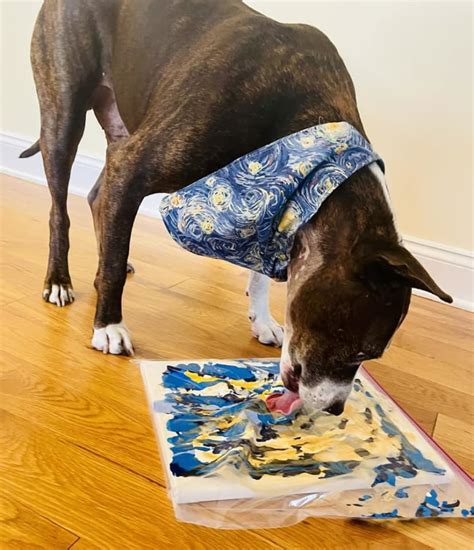 One Eared Rescue Dog Van Gogh Gets Adopted After Painting