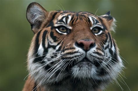 Por Qu Los Tigres De Sumatra Est N En Peligro De Extinci N Y Qu