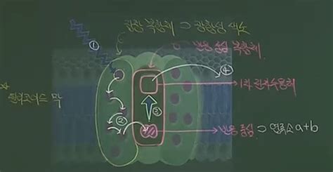 광합성 3 Oct Flashcards Quizlet