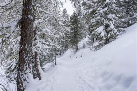 Premium Photo Snow Hiking Forest Panorama Landscape Mountains Of