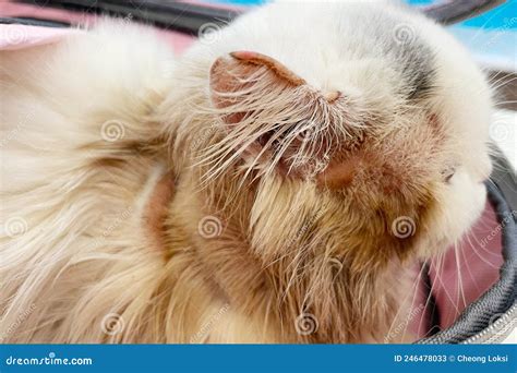 Hair Loss In Cats