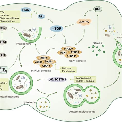 Schematic Overview Of Autophagy The Autophagy Process Begins With The