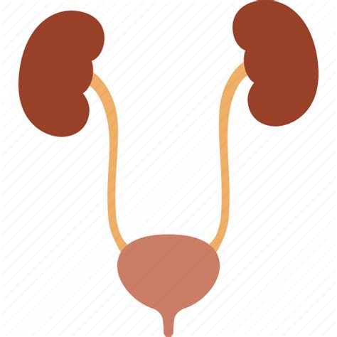 Bladder Kidneys Organ Tract Ureters Urethra Urinary Icon